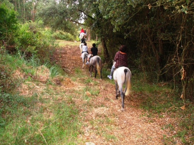 Caballo por el bosque