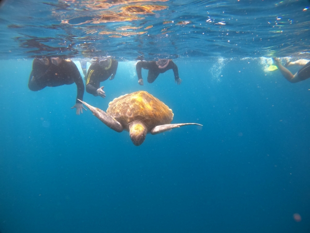  Sea turtle 