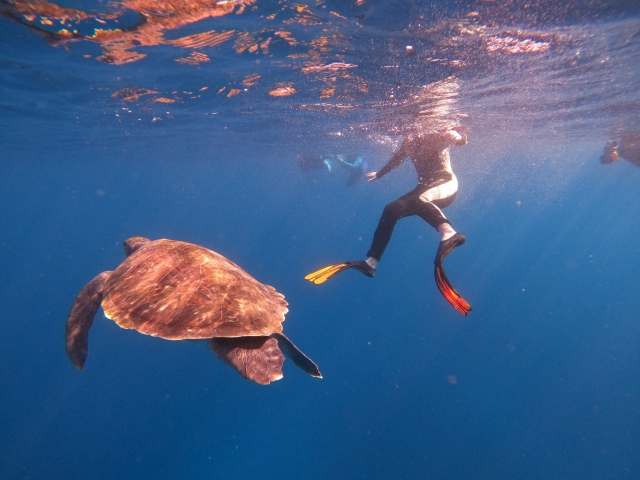  Swimming with a turtle 
