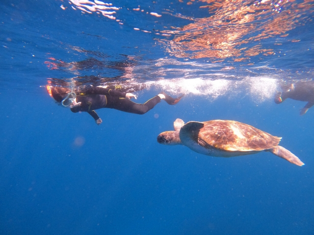  Swimming with turtles 