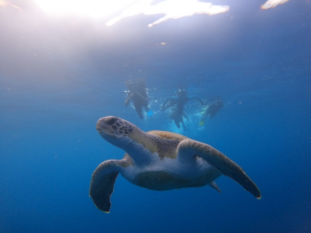  Sea turtle 