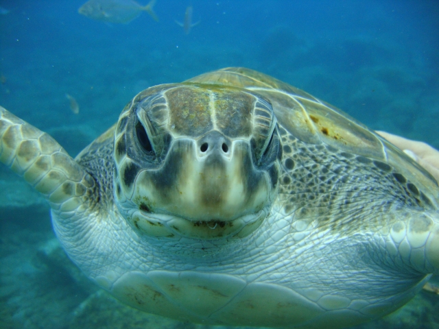 Curious sea turtle 