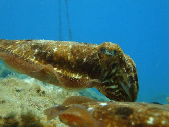 Diferentes especies durante la navegacion