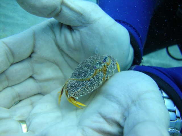  Crostacei tra le mani 