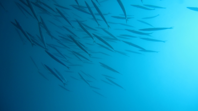 Plongez parmi différentes espèces de poissons 