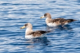 Avistamiento de aves en Estrecho de Gibraltar bebé