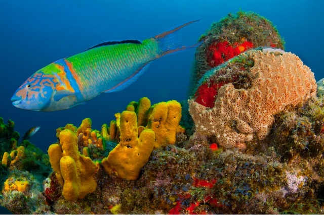 Colores y vida submarino de La Palma