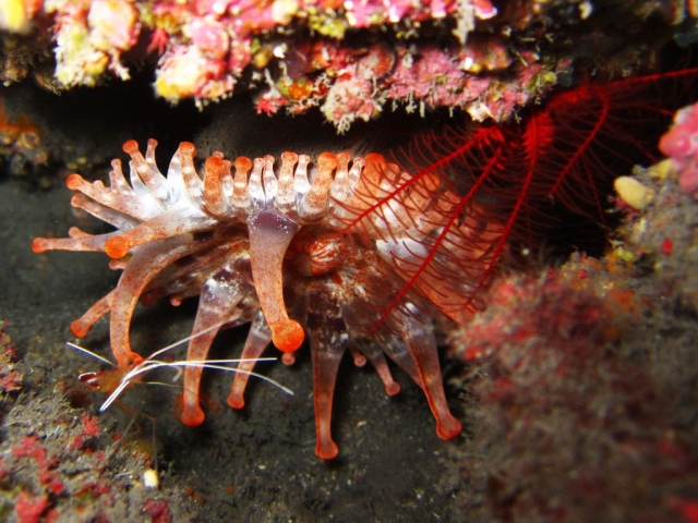Los colores de La Palma