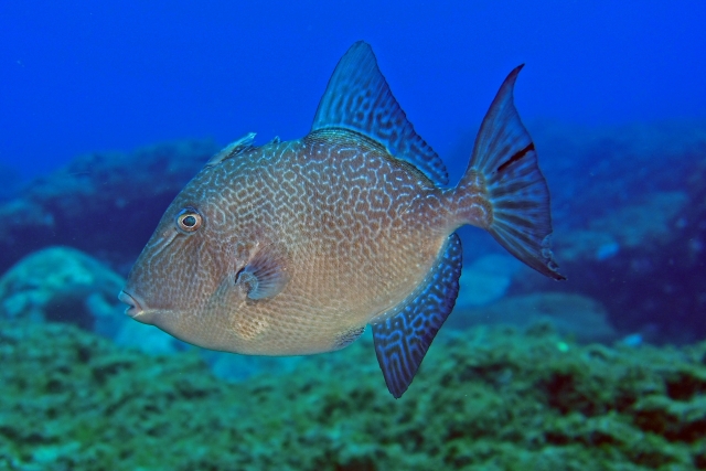 Triggerfish