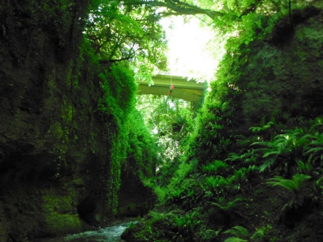  山沟里的植被 