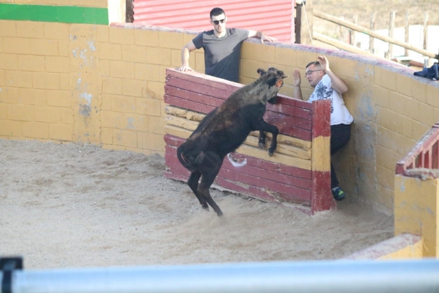  Durante la capea 