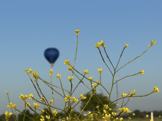  Fleurs avec un ballon en arrière-plan
