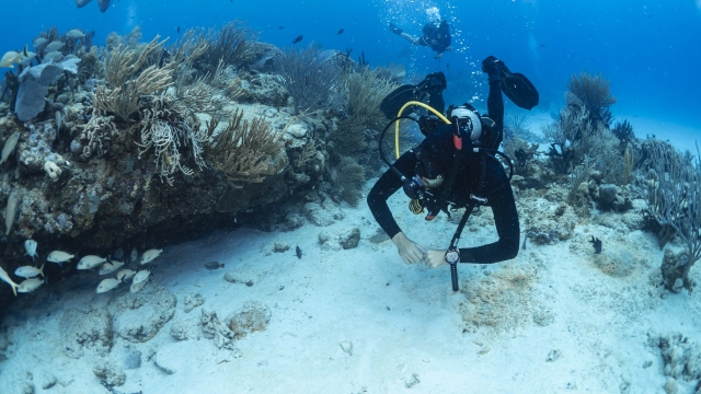  Discovering the corals