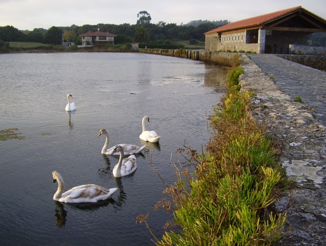 Cisnes en el agua