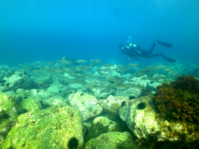  Fonds marins de la côte de Malaga
