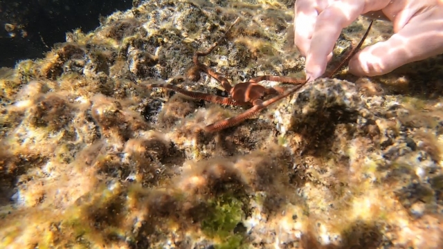 animales marinos