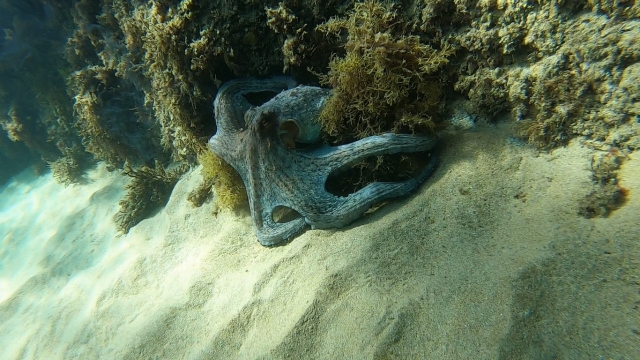 pulpo durante la sesión de snorkel