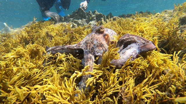 Pulpo durante snorkel