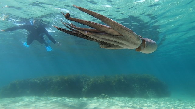 Snorkel y pulpos