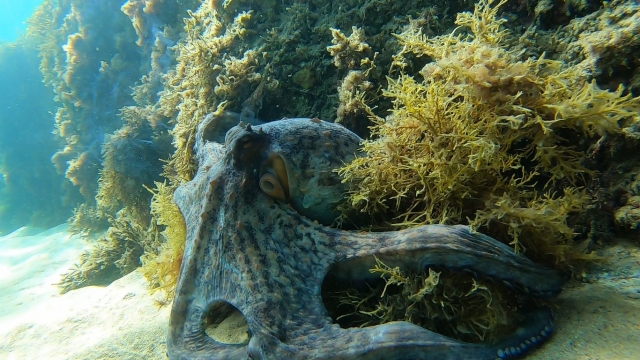 Pulpo agarrado al arecife