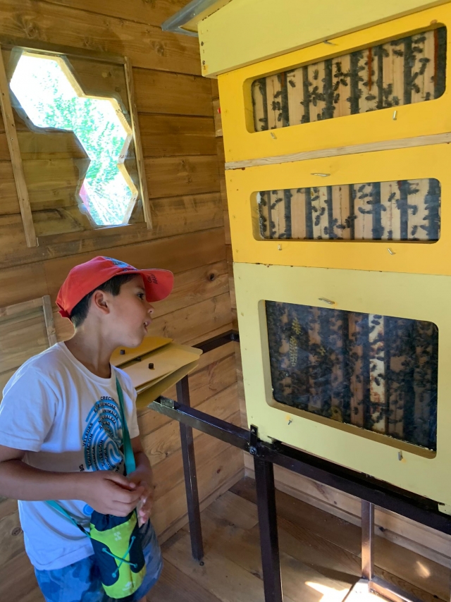  在 CEI El Jarama 营地养蜂 