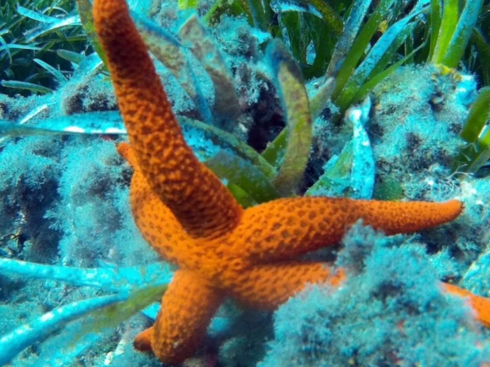 Conheça a flora durante a experiência de snorkeling Conheça a flora durante a experiência de snorkeling