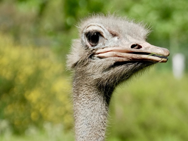 Avestruz