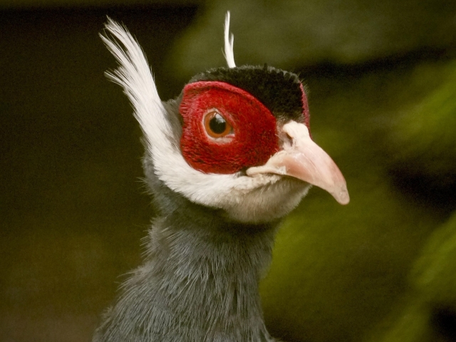 Visita Parque Ornitológico en Outeiro de Rei, 1'5h