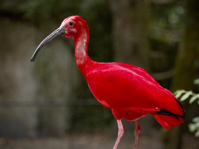 Ibis escarlata en plena muda de plumas