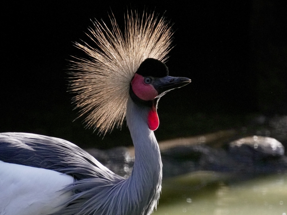 El parque ornitológico más grande de España