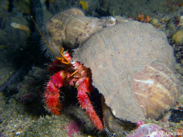 Unterwasserfauna 