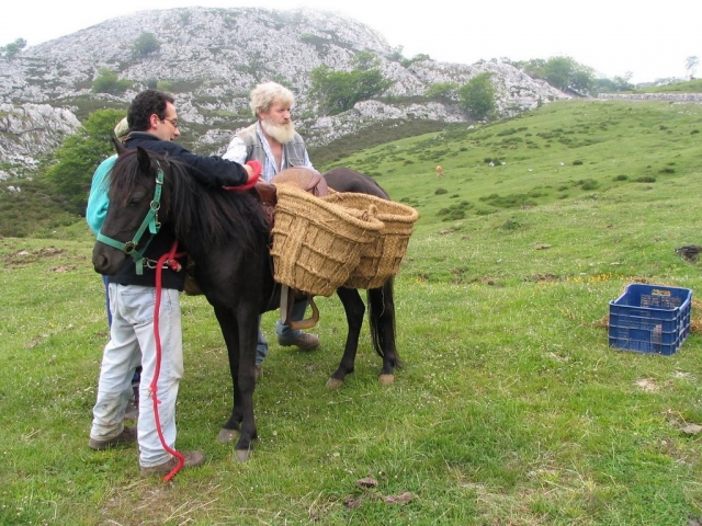 Seen von Covadonga, Herstellung von Gamoneu-Käse 