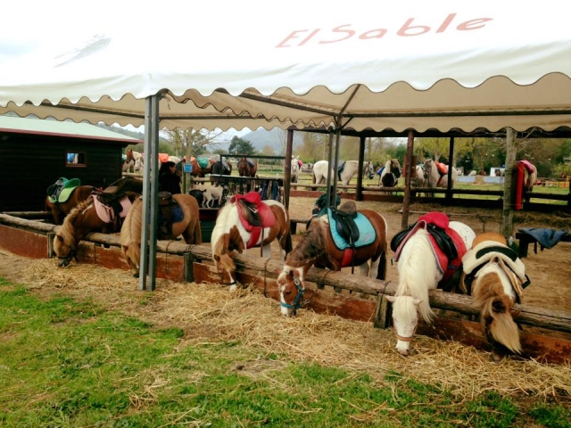 Ponys 