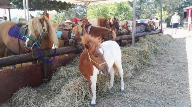  Ponys 