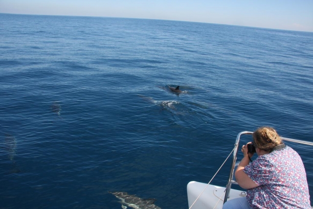  Osservazione dei cetacei dalla barca