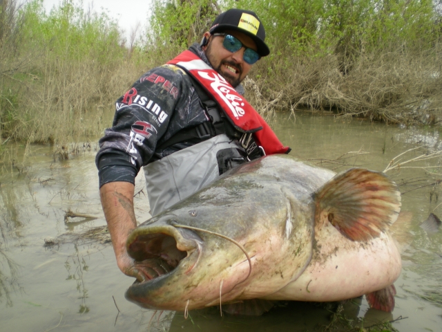 huge fish 