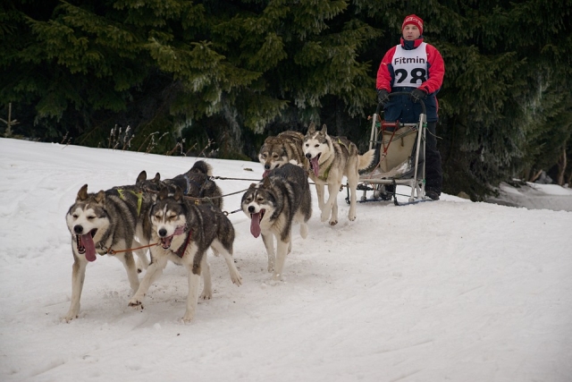  Se laisser emporter par les chiens 
