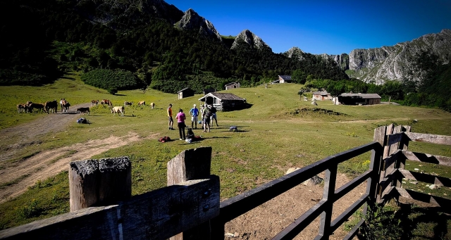 encontramos vacas na excursão 