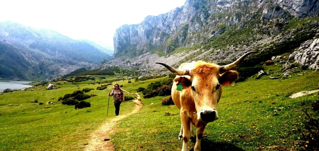  vaca na rota 