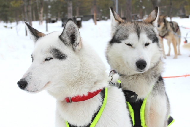  Nos huskies préparés pour votre parcours mushing à Baqueira