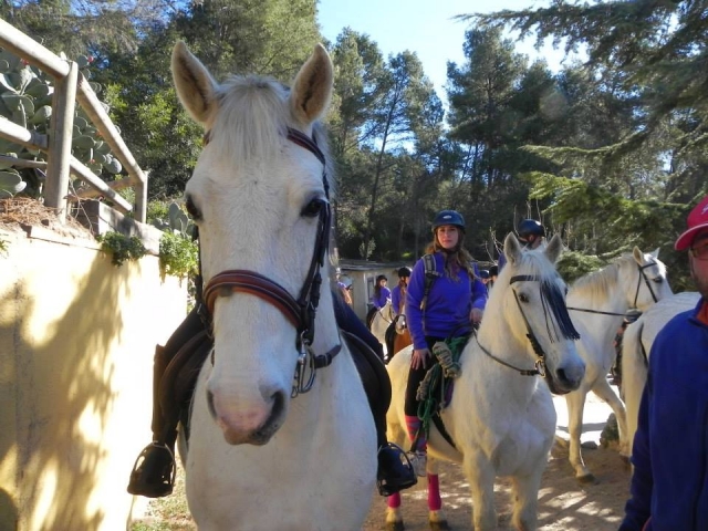  Équitation 