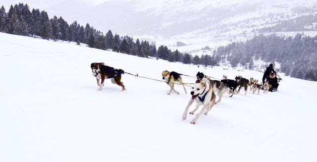 Practicando mushing en Grau Roig