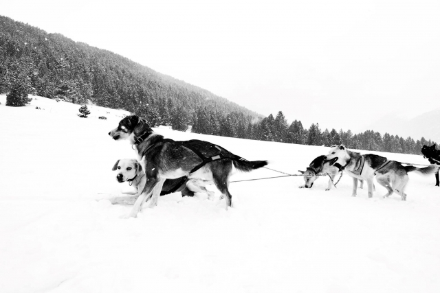 Excursión mushing en Grau Roig