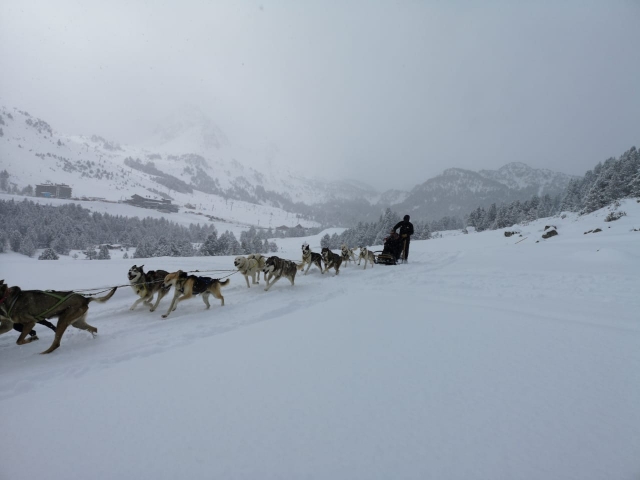 Paseo en trineo de perros Andorra