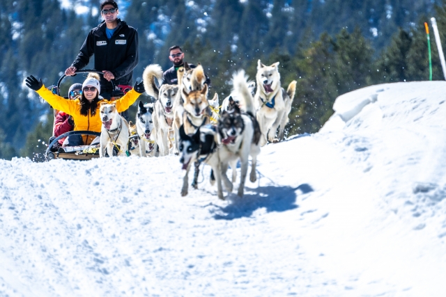 En el trineo tirado por perros de nieve