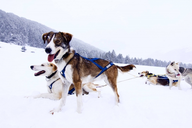  Tolle Reisebegleiter im Schnee bei Grandvalira - 999 – Hunde ziehen den Schlitten in Andorra