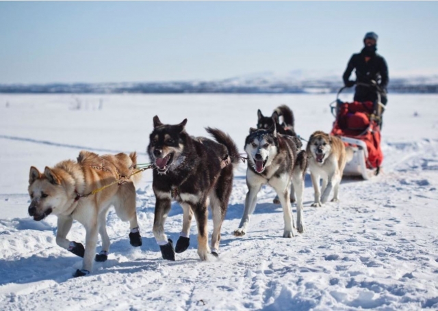  Genießen Sie den Schnee auf einem Hundeschlitten 