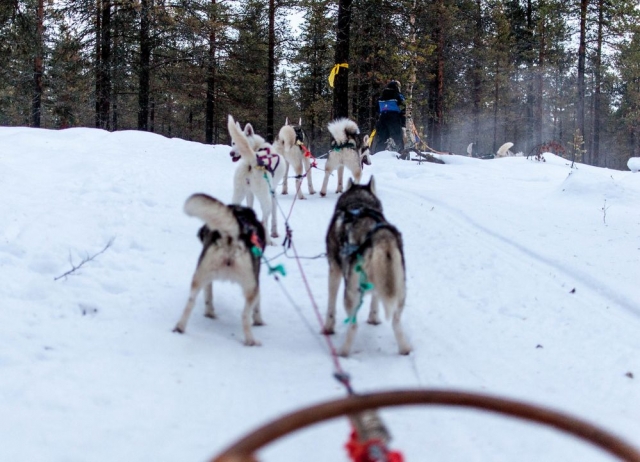  Unsere Mushing-Hunde 