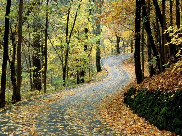  Itinerario in mountain bike attraverso la foresta 