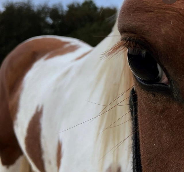  Olhos do cavalo 
